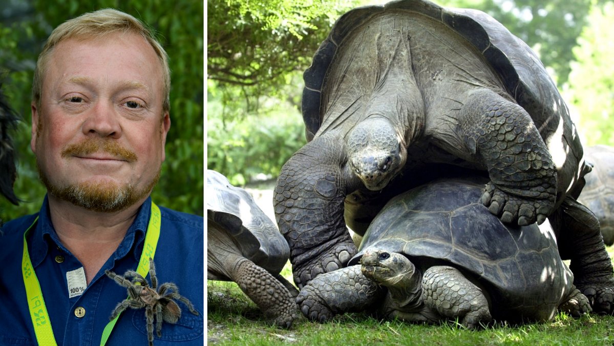 Kropparna är för tunga och därför låter sköldpaddorna så mycket när dom har sex, säger Skansen-Jonas.